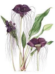 The Society Of Botanical Artists Botanical Art Flower Art Painting Botanical Floral Art