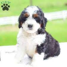 We did not find results for: Mini Bernedoodle Puppy In Millersburg Oh Mini Bernedoodle Bernedoodle Puppy Bernedoodle