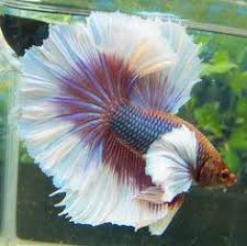 Pin On Fish