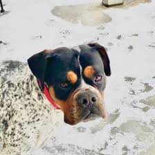 Pet adoption league tulsa oklahoma. Pet Adoption League Waiting Dogs Cats Home Facebook