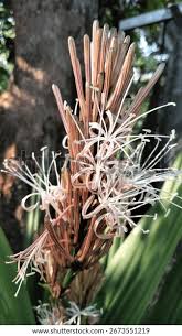 Image result for Dracaena aubryana