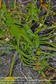 Image result for Limnophyton obtusifolium