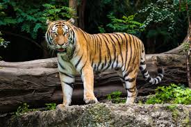 Where in the world is mike tyson's tiger? The Cannabis Catch Up A Tiger Mike Tyson And Weed Cannabis Catch Up Seven Days Vermont S Independent Voice