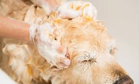 3 Best Dog Shampoos For Lice Soothing Your Pup S Itchy Skin