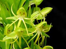 Image result for Habenaria kilimanjari