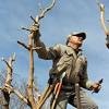 Prune as late in the winter as possible before new growth occurs, since heavy freezes after pruning could damage the tree. 1