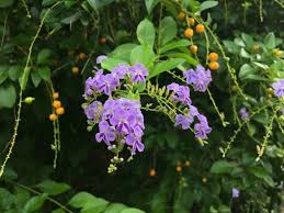 Image result for Duranta erecta