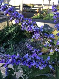 Image result for Vitex obovata