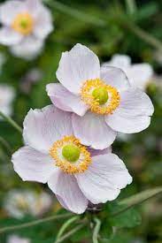 111005 038 Anemone X Hybrida Richard Ahrens Jpg Annual Plants Anemone Beautiful Flowers