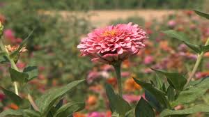 Maybe you would like to learn more about one of these? Fresno County Business Is A Field Full Of Dreams And Flowers Abc30 Fresno