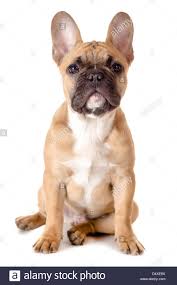 Black White And Brown French Bulldog Pin By Shiyra On Puppies In 2020 French Bulldog Fawn French Bulldog French Bulldog Brown