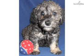 Scooter Male Schnoodle Puppy For Sale In Ohio Schnoodle Puppy Schnoodle Schnoodle Puppies For Sale