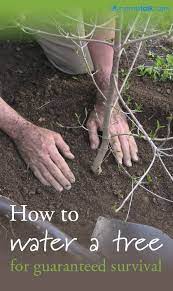 How To Water A Tree For Guaranteed Survival Tree Care Tree Transplanting Trees To Plant
