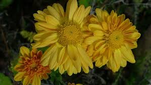 Aster yellows is a plant disease that occurs throughout north america, affecting a wide range of plants, including many important crops and ornamental plants. Aster Flower Yellow Meadow Planted Late Summer Flowering Plant Freshness Plant Petal Pxfuel