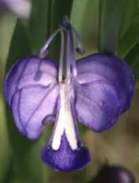 Image result for Rothia hirsuta