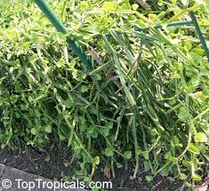 Image result for Cissus aralioides