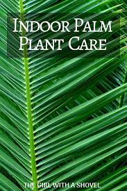 The 3 Keys To Successful Palm Plant Care Palm Plant Care Palm Plant Palm Tree Care