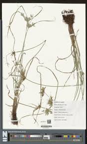 Image result for Cyperus margaritaceus