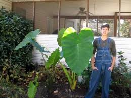 The tuber should be planted so the joint is level with the soil line. Overwintering Elephant Ears Youtube