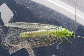 The most common green insect wings material is metal. Green With Transparent Wings Chrysopa Chi Bugguide Net