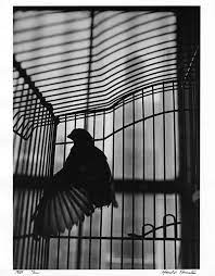 I Photo Central Photo Detail Harold Feinstein Bird In Cage Bird In Cage Cage Photography Cage Aesthetic