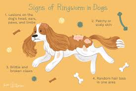 How To Treat Ringworm In Dogs 2449 x 2449 jpeg 690 кб. how to treat ringworm in dogs