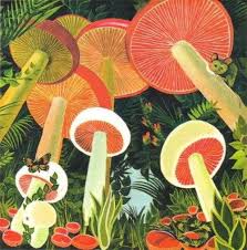 Stephanie Katzenfraulein Mushroom Art Illustration Art Art