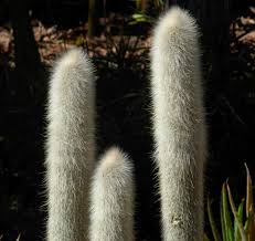 El cardón se puede encontrar en los desiertos de la península de baja california. 15 Cactus De Crecimiento Rapido Cactus Suculentas Planta Violeta