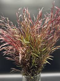 Image result for Agonis