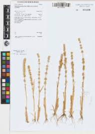 Image result for Elytrophorus spicatus