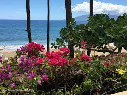 The hala tree is a popular choice for native hawaiian landscaping. How To Grow Hawaiian Flowers At Home Growing Hawaiian Flowers