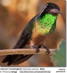 Birds That Start With An S Hummingbirds Nature Animals Birds Hummingbird Xantus S Hummingbird Hylocharis Xantusii Male Birds Hummingbird Most Beautiful Birds