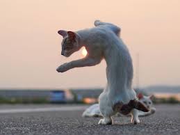 While kihon is the basic or fundamentals of martial arts. Ninja Cat Japanese Photographer Captures Perfect Cats Karate Moments Cgtn