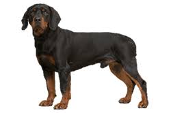 Image result for slovenský kopov