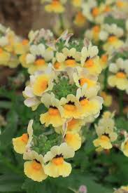 Image result for Nemesia