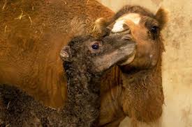 I wanna ride clyde but you died clyde. Camel Kisses And A Naming Contest In Brazil Zooborns