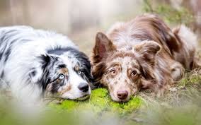 Indir Duvar Kagidi Aussie Bulaniklik Avustralya Coban Cift Hayvanlar Kopekleri Avustralya Coban Kopegi Kopek Aussie Masaustu Icin Ucretsiz Bedava Duvar Kagitlari