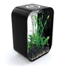 Archie Oscar Agamemnon 20 Gallons Aquarium Stand Wayfair Aquariums For Sale Aquarium Aquarium Design