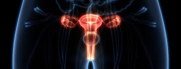 Ovarian cancer includes a heterogeneous group of malignancies that arise from the various cell types that compose the ovary. Transvaginal Ultrasound