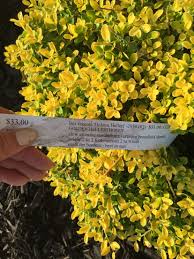 Maybe you would like to learn more about one of these? Purchased Golden Helleri Holly Front Yard Front Yard Plants Yard