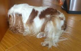 All cat owners can agree with that. Is Your Dog Pressing His Head Against A Wall Find Out Why It S Not Funny At All Your Pet Dog Boarding Near Me Your Dog