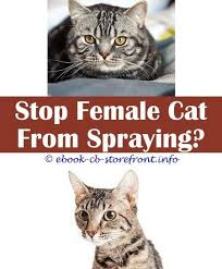 8 Accomplished Clever Hacks Best Cat Deterrent Spray For Furniture Best Anti Cat Pee Spray Meds For Dominant Cat That Sprays Citrus Spray For Cat Urine Cat Spr