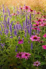 Agastaches And Echinaceas In Early Morning Light Garten Pflanzen Garten Bepflanzen Garten
