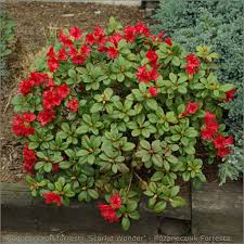 Rhododendron Forrestii Scarlet Wonder Rozanecznik Forresta Plants Garden Plants Rhododendron