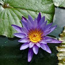 Nymphaea Caerulea Known Primarily As Blue Lotus Or Blue Egyptian Lotus But Also Blue Water Lily Contains The Psychoac Blue Lotus Flower Blue Lotus Caerulea