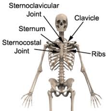 Bones of the pelvis and lower back. The Bones Of The Chest And Upper Back Anatomy Medicine Com
