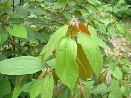 Image result for Alchornea laxiflora