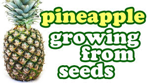 We did not find results for: How To Grow An Apple Tree From Seeds Planting Apple Fruit Trees Growing Fruits Gardenersland Youtube
