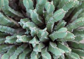 Now that we have gone over the most frequently asked questions about hand luggage, let's take a closer look at some of the the reason why you can have a lighter onboard is that passengers are not allowed to take any flammable items with them. Fairy Castle Cactus Care How To Rock It Plantophiles