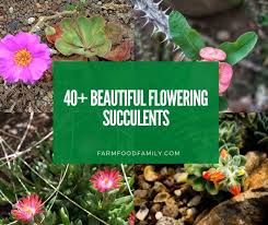 There are 15+ types of flowering succ; 40 Flowering Succulents With Pictures To Grow Indoors Outdoors